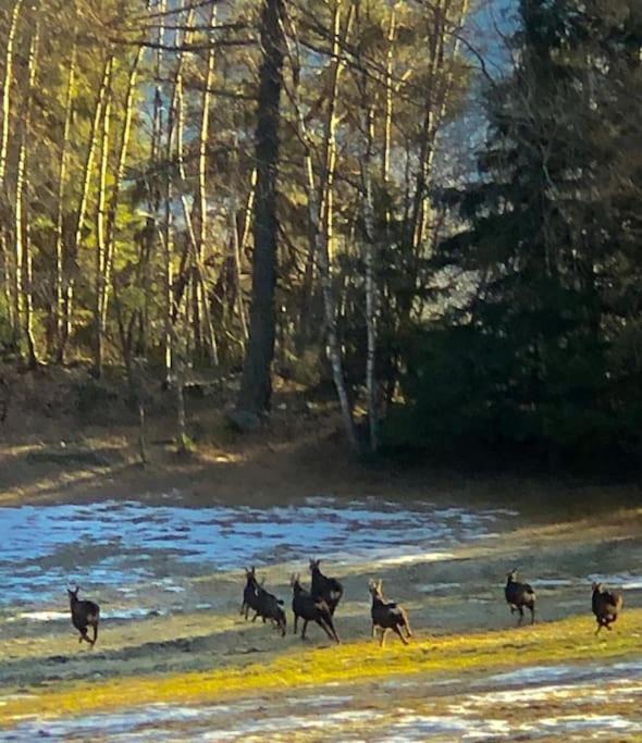 La Baita Nel Bosco Morgex Eksteriør billede